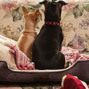 Meet your Posher, Curtis